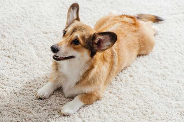 How-to-keep-dogs-from-peeing-on-rugs-therugsgal-featured-image