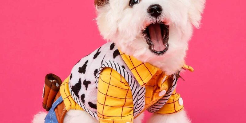 7 Best Entryway Rugs For Dogs | Best Dog Doormat Rugs