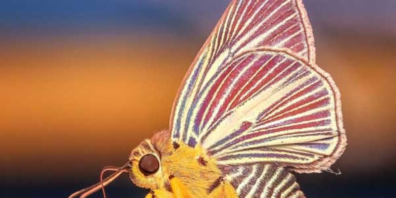 How To Get Rid Of Moths In Oriental Rugs