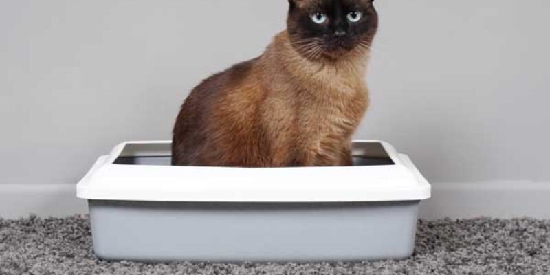 How To Keep Cats From Peeing On Rugs