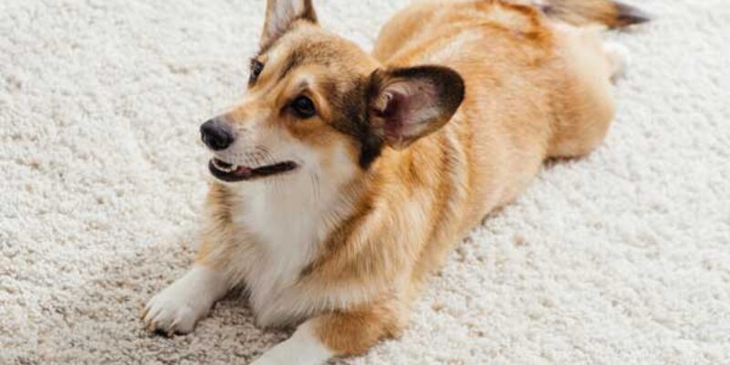 How To Keep Dogs From Peeing On Rugs